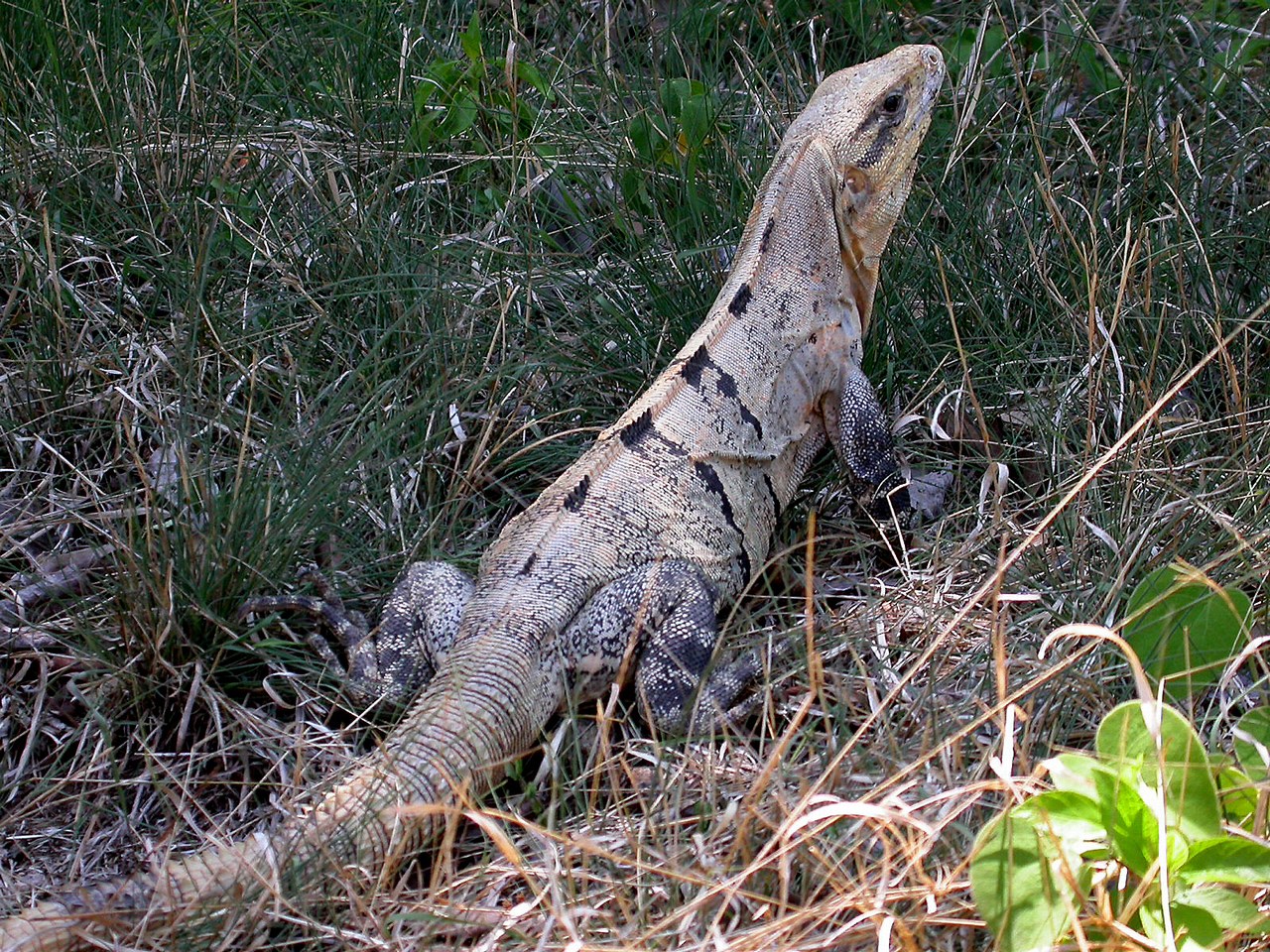 Ctenosaura similis
